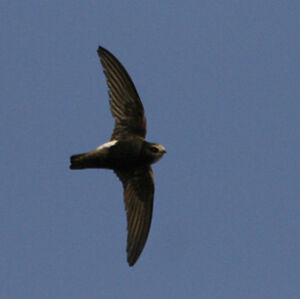 Little Swift