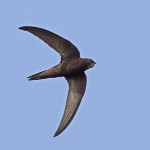 Common Swift 
&copy; Christophe Bouhon