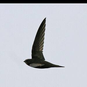 Common Swift 
&copy; Christophe Bouhon