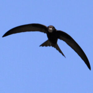 Common Swift 
&copy; Christophe Bouhon