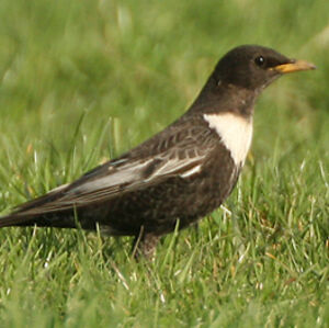 Ring Ouzel 
&copy; Christophe Bouhon