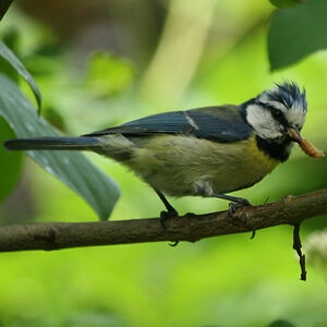 Mésange bleue