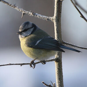 Eurasian Blue Tit