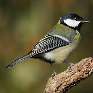 Mésange charbonnière