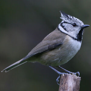 European Crested Tit