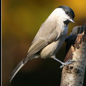 Mésange nonnette