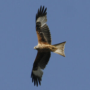 Red Kite