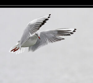 Mouette rieuse 
&copy; Christophe Bouhon