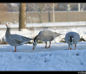 Bar-headed Goose