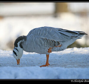 Bar-headed Goose
