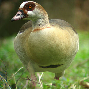 Egyptian Goose