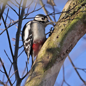Great Spotted Woodpecker 
&copy; Christophe Bouhon