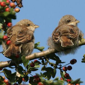 Red-backed Shrike