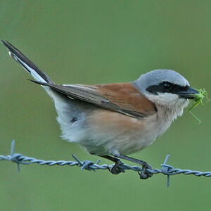 Red-backed Shrike
