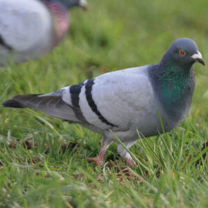 Pigeon biset 
&copy; Christophe Bouhon