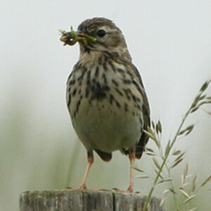 Pipit farlouse
