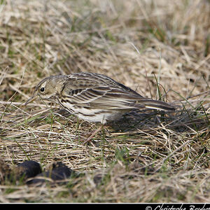 Pipit farlouse