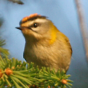 Common Firecrest 
&copy; Christophe Bouhon