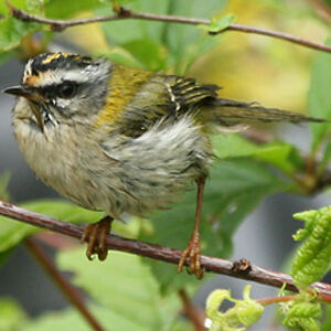 Common Firecrest 
&copy; Christophe Bouhon