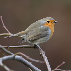 European Robin