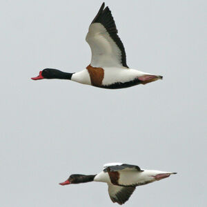 Common Shelduck