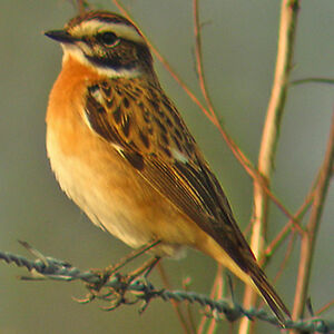 Whinchat