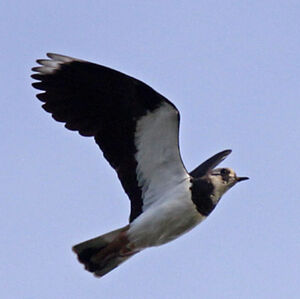 Northern Lapwing 
&copy; Christophe Bouhon