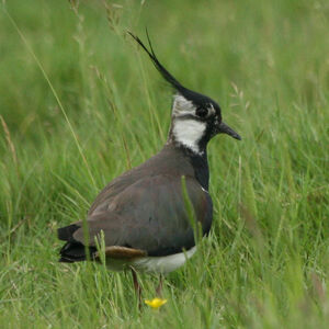 Northern Lapwing 
&copy; Christophe Bouhon