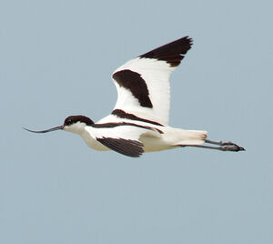 Avocette élégante