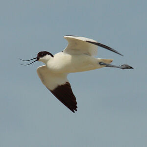 Avocette élégante