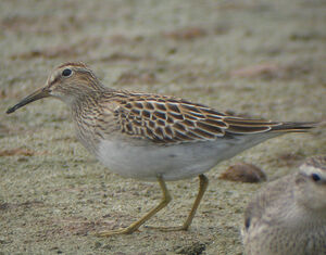 Pectoral Sandpiper 
&copy; Christophe Mercier