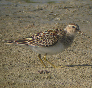 Pectoral Sandpiper 
&copy; Christophe Mercier