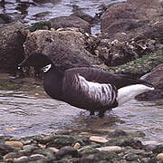 Brant Goose (nigricans)