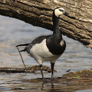 Barnacle Goose