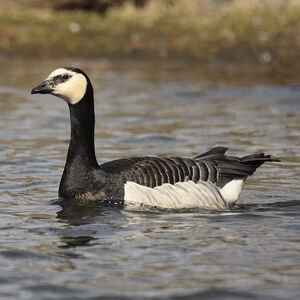 Barnacle Goose