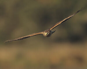 Hen Harrier