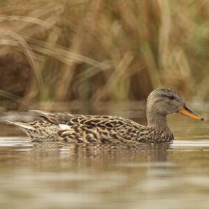 Gadwall