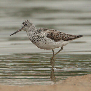 Common Greenshank 
&copy; Christophe Mercier