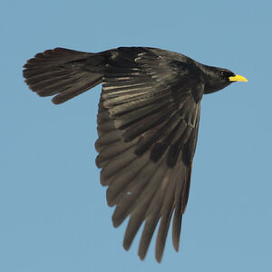 Alpine Chough