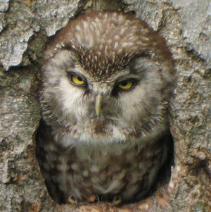 Boreal Owl 
&copy; Christophe Mercier