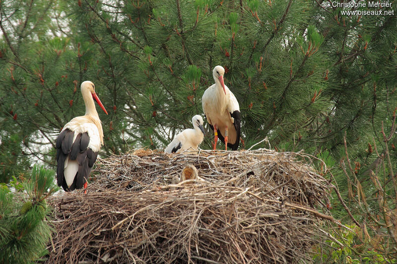 White Stork, identification, Reproduction-nesting