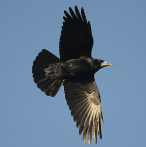 Rook