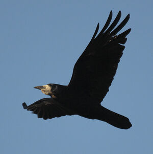 Rook