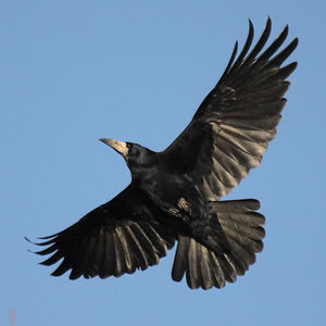 Rook