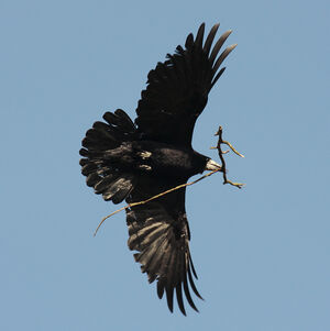 Rook
