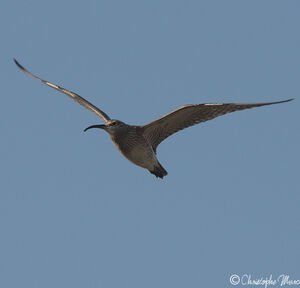 Whimbrel 
&copy; Christophe Mercier