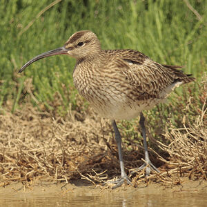 Whimbrel