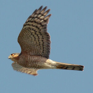 Eurasian Sparrowhawk