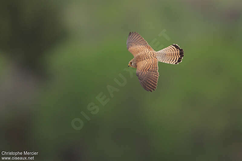 Lesser Kestrel female adult, Flight
