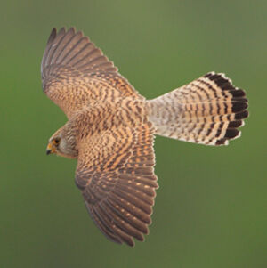 Lesser Kestrel